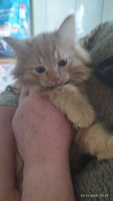 кошка вязка: Сибирская, 2 месяца, Мальчик, Рыжий, Приучена к лотку — 9