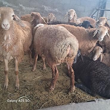 Продам ягнята (самцы) по 15500с. подойдёт и на забой