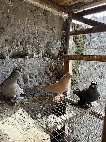 Үй жаныбарлары үчүн товарлар: Декоративные голуби (породный тип с «чубом» на голове и оперёнными — 3