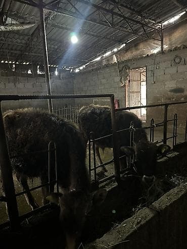 бодоно бишкек: Сатам | Музоо, Бука (эркек) | Бордоп семиртүү үчүн, Көбөйтүү үчүн | Байланган — 7