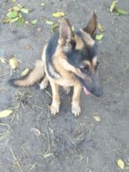 фонд помощи животным: Даром щенки 5 штук папа овчарка мама дворовая очень хорошо ловит — 12