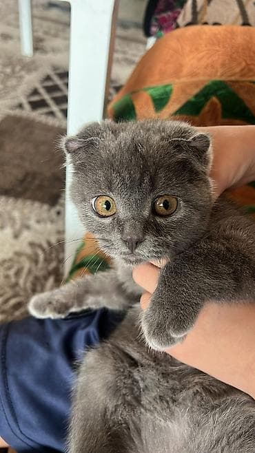 шотландская вислоухая лиловая кошка: Шотландский вислоухий котёнок (Scottish Fold), окрас сплошной голубой — 9