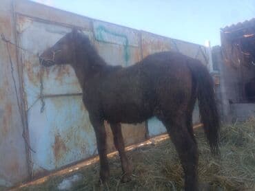 Продаю | Жеребенок | Рабочий