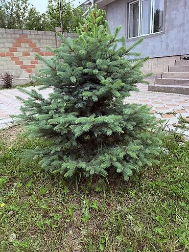 куплю фикус бенджамина: Ель голубая (Picea pungens Glauca), декоративное хвойное дерево для — 1