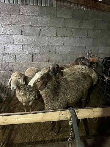 ласка животное: Продаю | Овца (самка) | Для разведения | Матка — 1