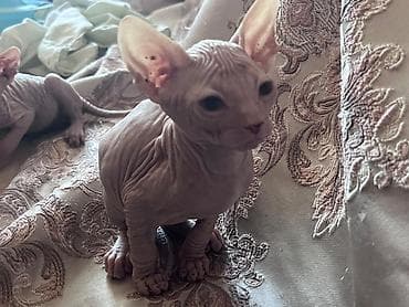 лысый кот сфинкс: Котята породы сфинкс - Окрас: светлый, «персиковый», без шерсти — 5