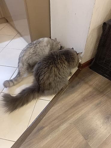 кошка породистые: Мейн-кун, 1 год, Мальчик, Серый, Кастрирована, Приучена к лотку, С документами — 1