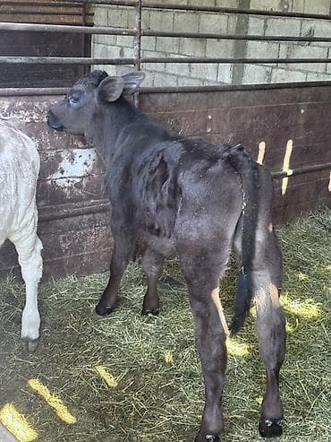 тор рыба: Продаю | Музоо, торпок | Голштин, Швицкая | На откорм, Для разведения | Искусственник — 4