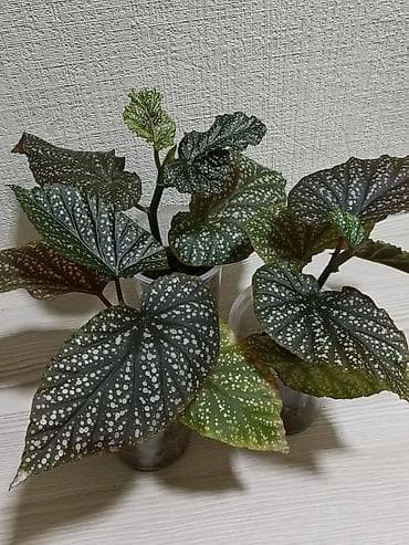 купить пальму комнатную: Пальма хамедорея. Высота растения примерно 25 см. Активно растущие — 2