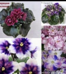 мебельный лист: Продаю фиалки! Срезанный лист 30 сом! Коллекция из 35сортов продам — 11