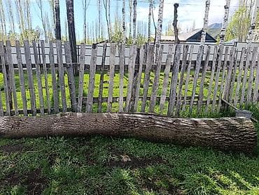 суу насос бу: Ствол с корнями (срезанное дерево). - Порода:ореховое дерево - — 3