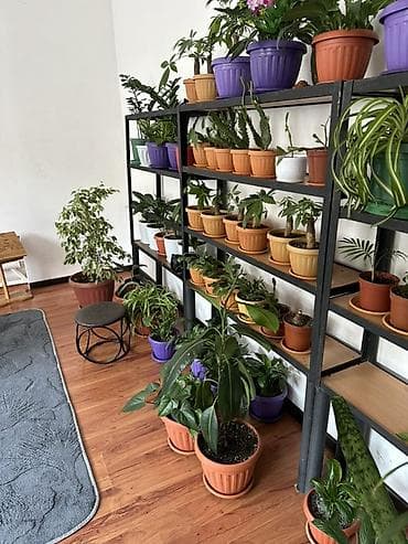 домашние растения: Комнатные растения в горшках — коллекция для дома и офиса. В — 8