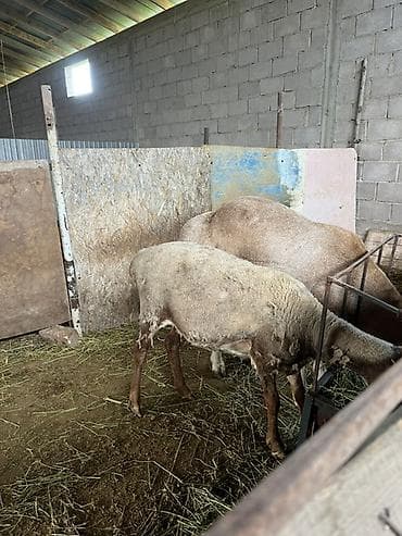 охотничая собака: Продаю | Овца (самка) | Для разведения | Племенные — 3