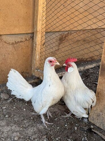 купить инкубационное яйцо породистых кур: Продаю | Куры, Петух — 1