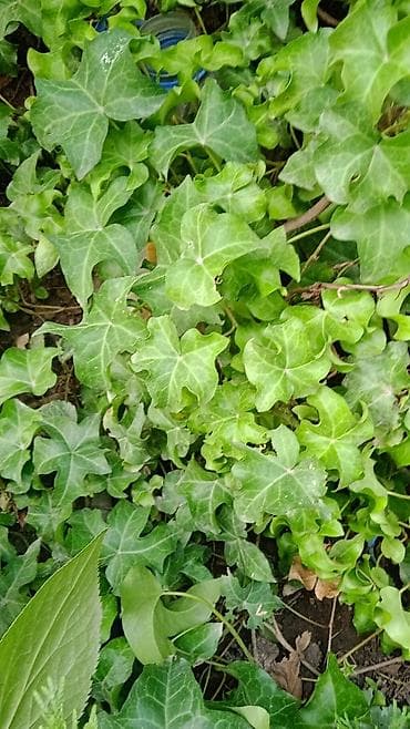 девичий виноград: Клематис Варшавский Найк,достигает до 3-4 м, цветет до снега — 6