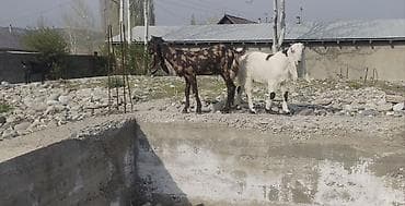 козлу кой: Продаю | Коза (самка) | Камори | Для разведения — 1