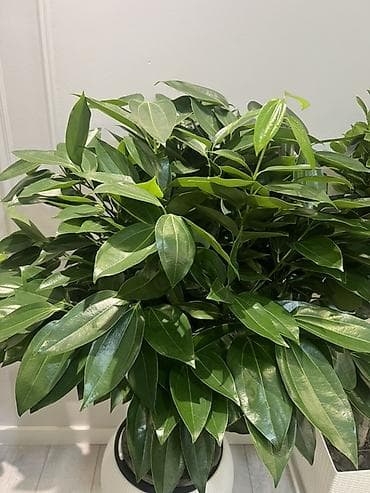 хвойные растения: Декоративные напольные растения в кашпо - Композиция из крупных — 4