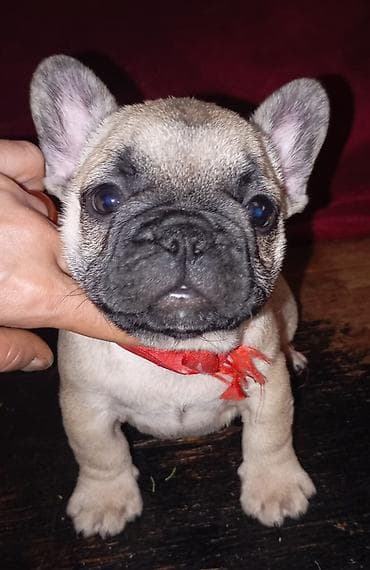 чон ит: Продаются щенки французского бульдога от привозных молодых родителей — 8
