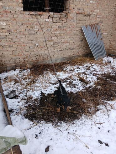 Иттер: Щенок небольшого размера, черный с подпалом. Уши стоячие/полустоячие — 2