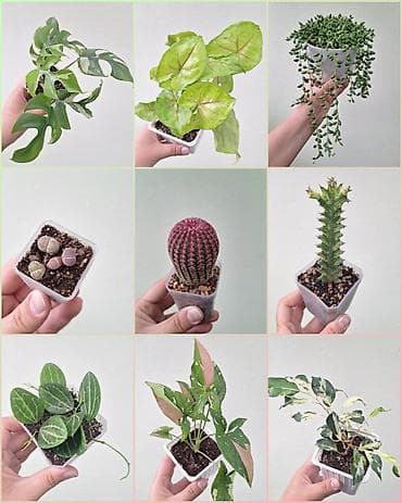 🌿 Комнатные цветы (укоренённые черенки/молодые растения/взрослые lalafo.kg да 🌿 Комнатные цветы (укоренённые черенки/молодые растения/взрослые