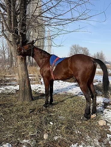 живая змея: Продаю | Жеребец | Полукровка | Конный спорт — 4