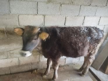 алабай щенок: Продаю | Бык (самец) | На откорм | Привязанные — 2