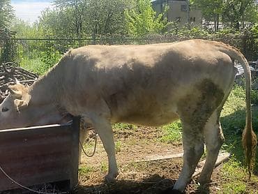 вызов ветеринара на дом бишкек: Продаю | Корова (самка) | Швицкая | Для разведения, Для молока | Привязанные — 1