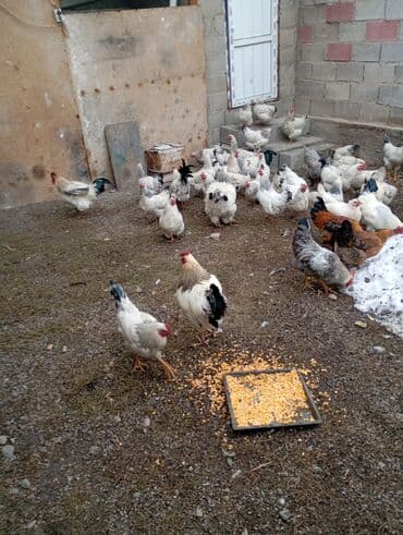 купить бычков оптом: Продаю | Куры | Домашняя | Для разведения — 10