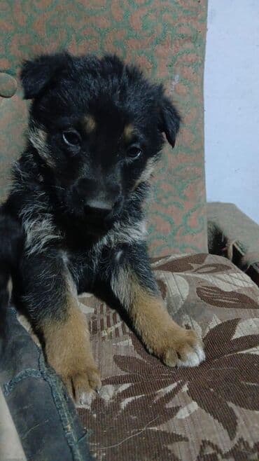 карманная собака: Немецкая овчарка, 1 месяц, Самец — 6