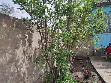 дом рынок баят: Срочно !!! Продам дом в центре кара балты. Участок 11сотых — 5