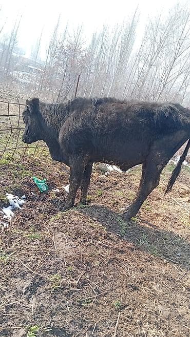 Товары и оборудование для с/х животных: Продаю | Бык (самец) | Голштин | На откорм — 2