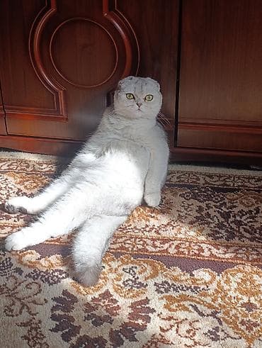 котята отдам: Шотландские котята от породистых родителей - Порода: шотландская — 3