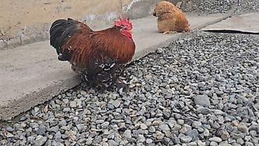 продаю лошать: Парселян кохинхин карлик 1+1 сатылат — 3