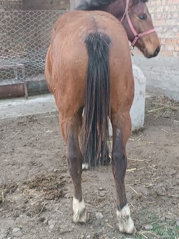 в добрые руки собаку: Продаю | Жеребец | Конный спорт | Племенные — 4