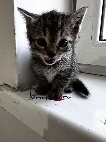 ит ош итер: Ищем дом для маленьких котят 🥹 Отдаем в добрые и надежные руки💕 Им — 2