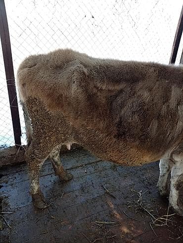 А/ч жаныбарлары үчүн тоюттар: Сатам | Уй (ургаачы) | Сүт алуу үчүн | Байланган — 2