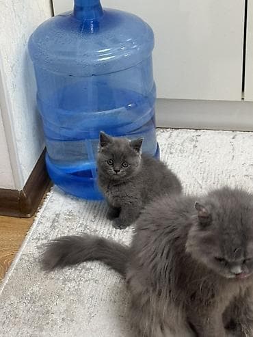 scottish fold: Пушистый шотландский котенок серого окраса Мальчик - Хорошо подходят — 1