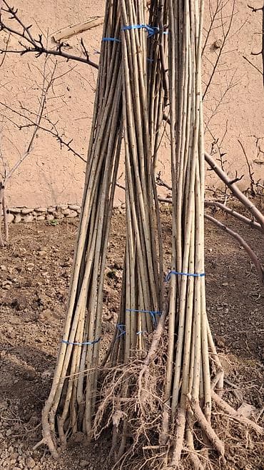 бакча эмеректери: Көчөттөр — 4