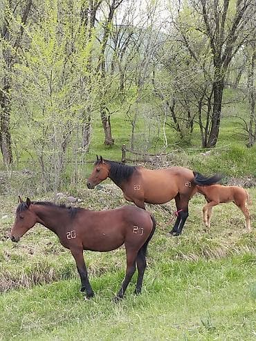 беде себем: Продаю | Кобыла (самка) | Полукровка | Для разведения | Племенные — 2