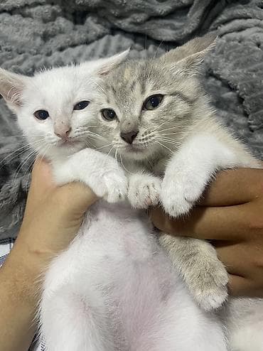 Мышыктар: Котята месяц - 2 месяца все приучены к лотку хорошо кушают,папа — 1