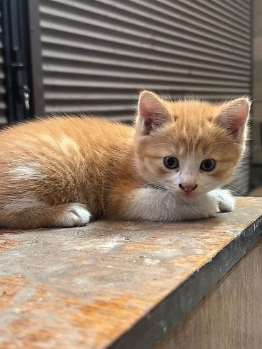 куштар: Отдам в добрые руки котят! 1 мальчик и девочка,им примерно 1,5 — 2