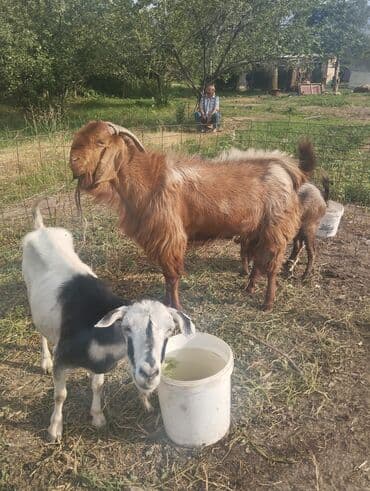 необычные животные: Продаю | Козёл (самец) | Для разведения | Племенные — 5