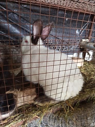 кормы для рыбы: Продаю | Кролик самец — 1