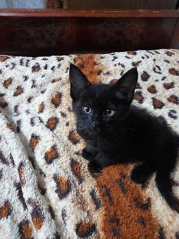 кошки крысоловы: Котята в добрые руки Очаровательные черные малыши с блестящей — 2