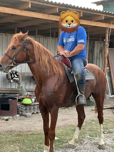 охотничий собака дратхар: Продаю | Жеребец | Полукровка | Рабочий — 3