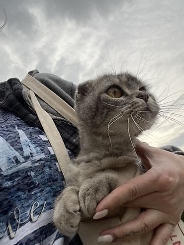 вислоухий кошка: Шотландская вислоухая кошка (Scottish Fold) - Окрас: серебристо-серый — 2