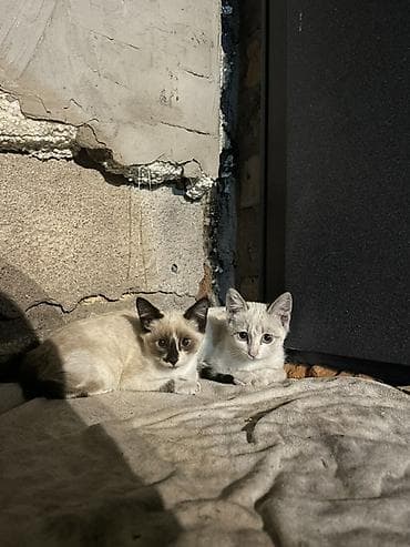 голуби птицы животный: Кошка даром: Сиамская, 2 месяца, Девочка — 1
