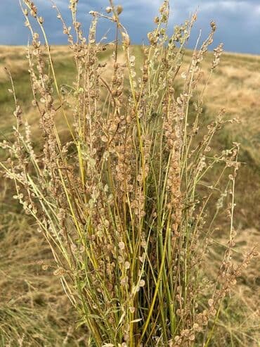 купить саженцы цветов в бишкеке: Коп жылдык эспарцет уругу. Уроончулук чарба "Победитель" Ысыккол обл — 4