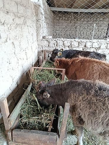 уй швиц: Продаю | Бык (самец), Музоо, торпок — 3