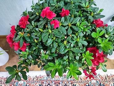 где можно купить вазу для цветов: Продается Комнатные растения в горшках — 1